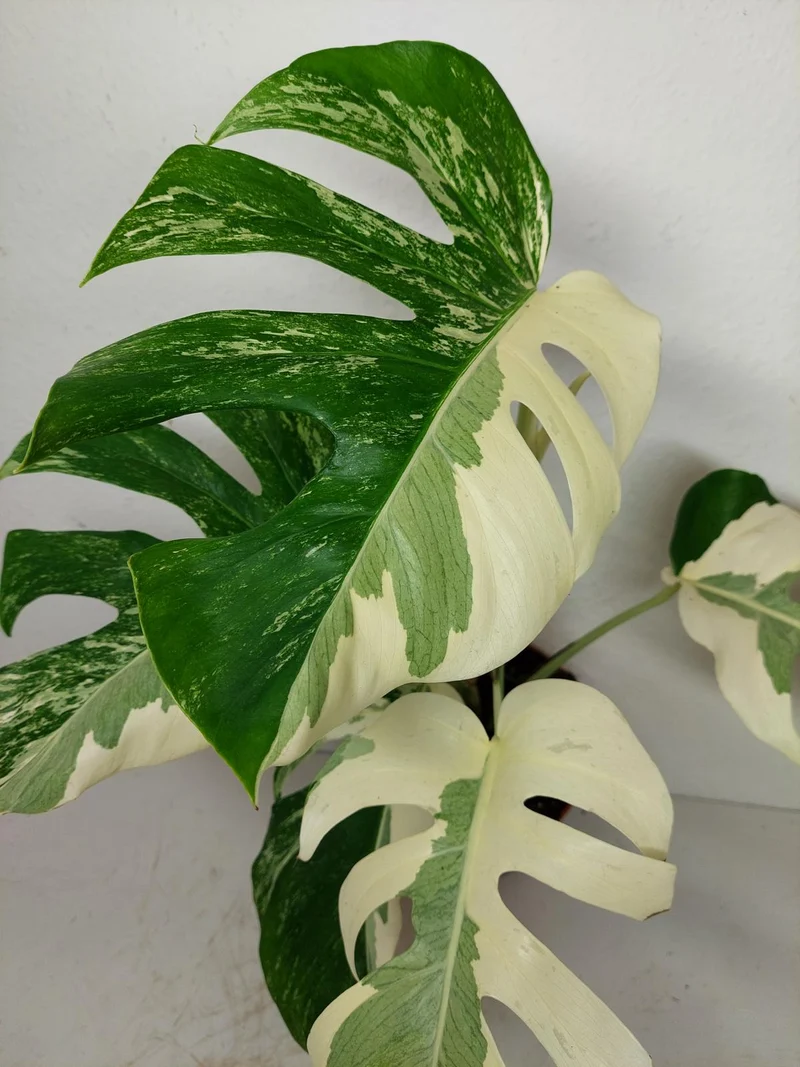 Monstera Ghost Variegata