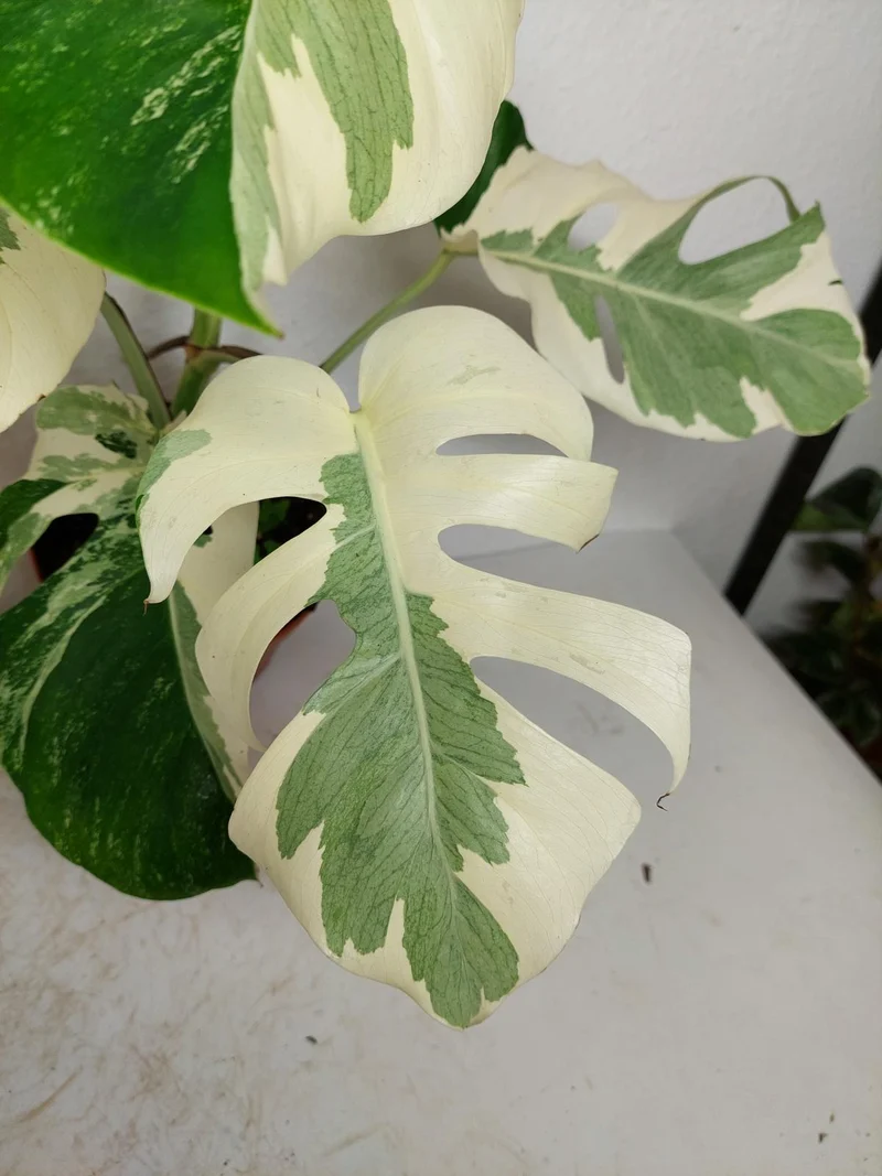 Monstera Ghost Variegata