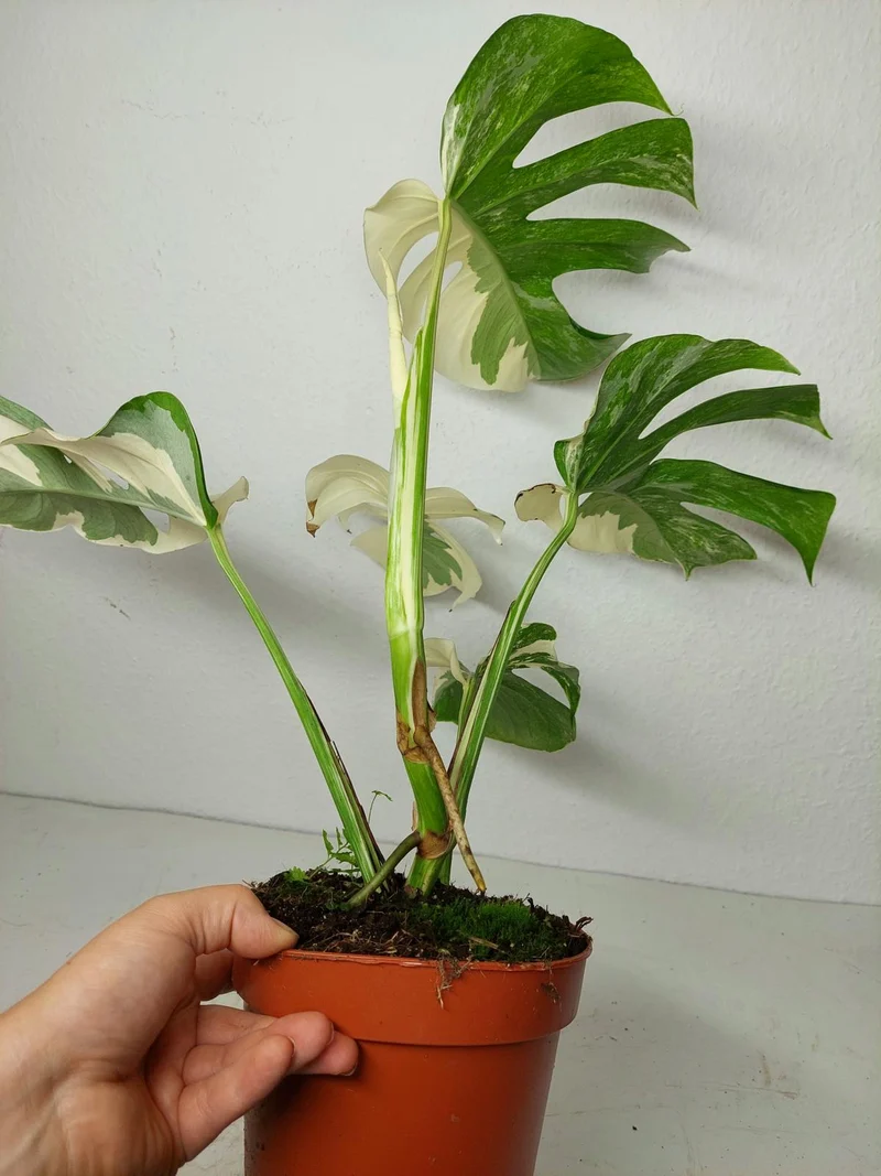 Monstera Ghost Variegata