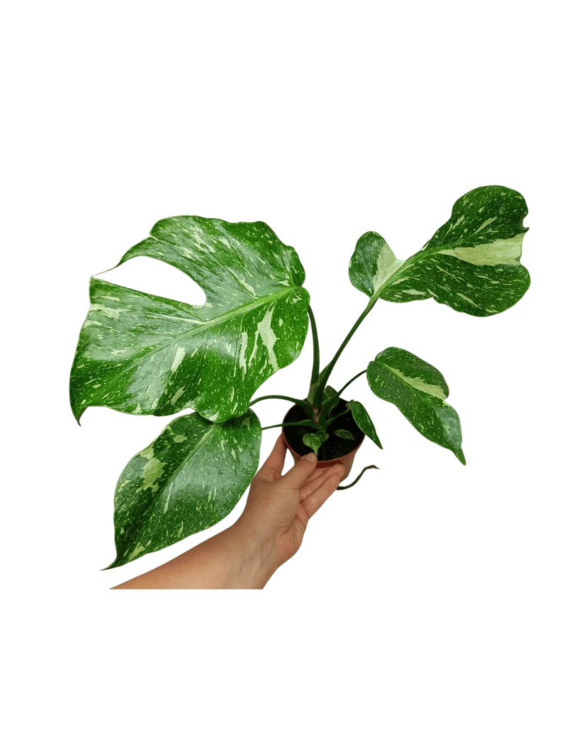 Monstera Electrolight / Electrolyte