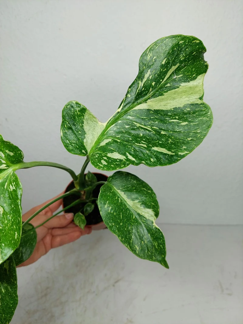 Monstera Electrolight / Electrolyte