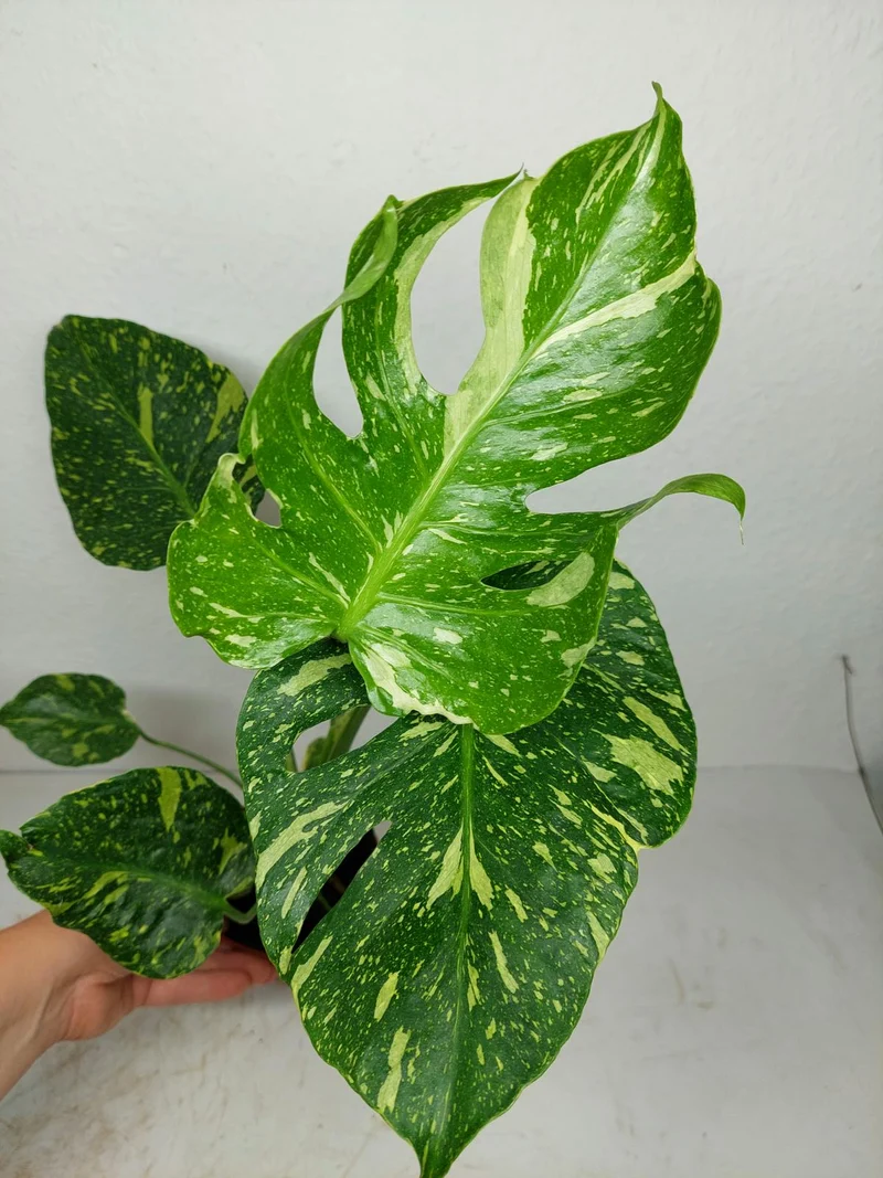 Monstera Electrolight / Electrolyte