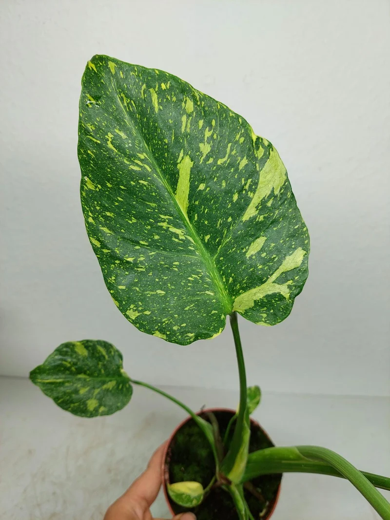 Monstera Electrolight / Electrolyte