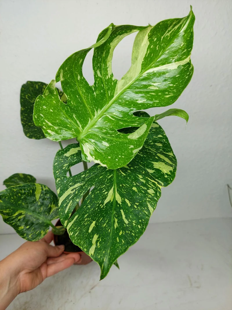 Monstera Electrolight / Electrolyte