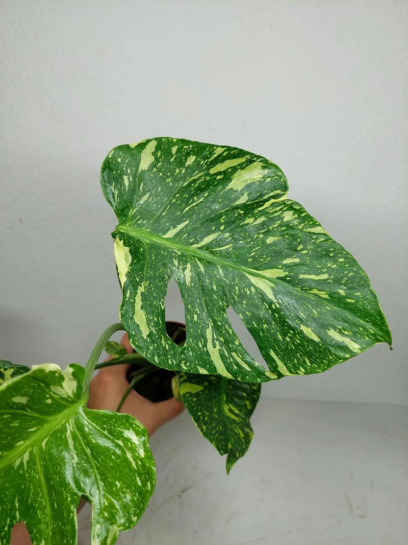 Monstera Electrolight / Electrolyte