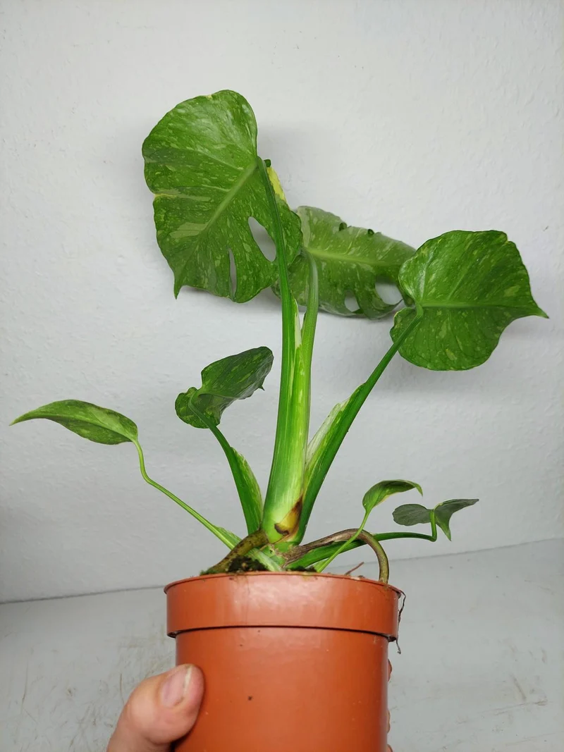Monstera Electrolight / Electrolyte