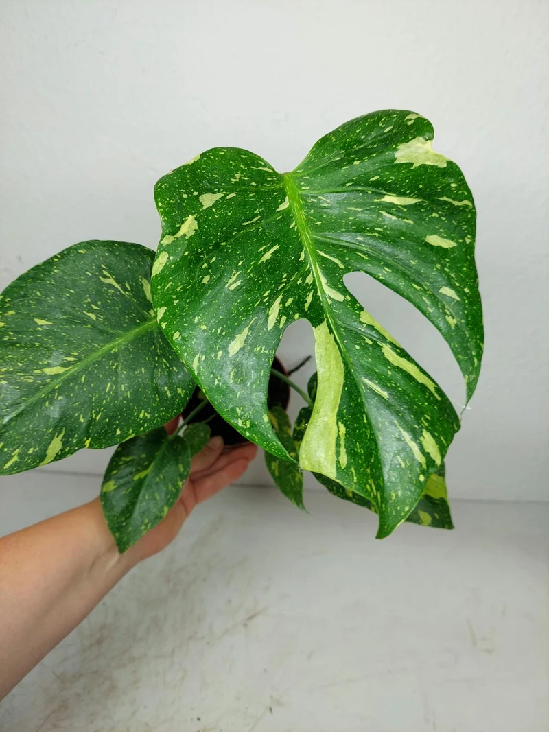 Monstera Electrolight / Electrolyte