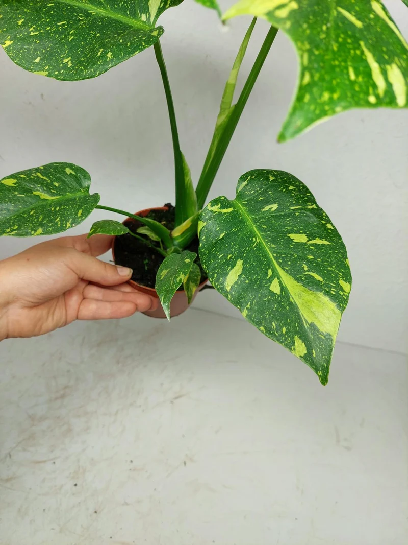 Monstera Electrolight / Electrolyte