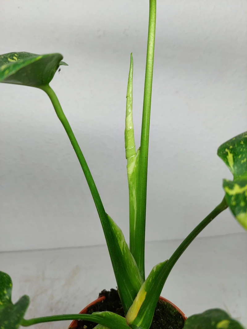 Monstera Electrolight / Electrolyte