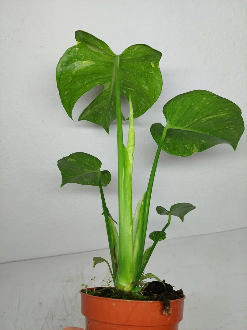Monstera Electrolight / Electrolyte