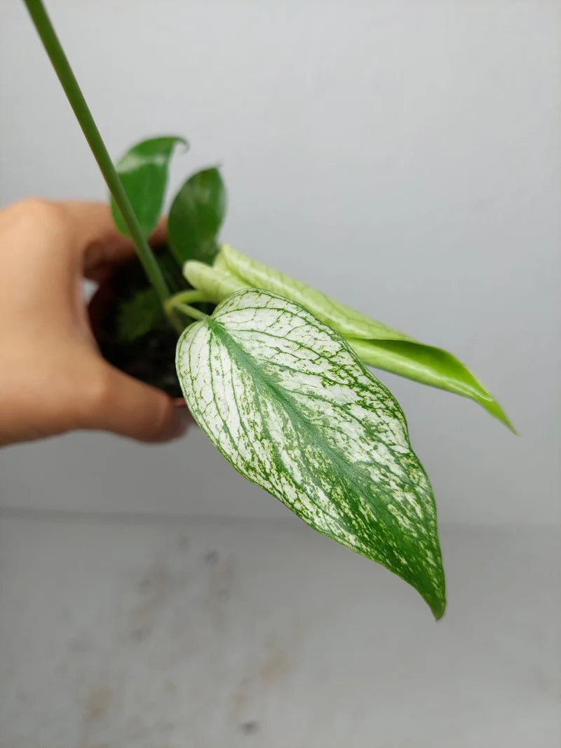 Monstera Devil Monster