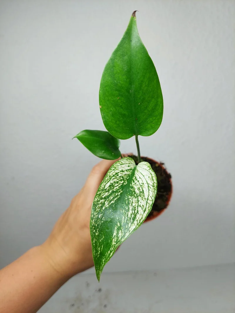 Monstera Devil Monster
