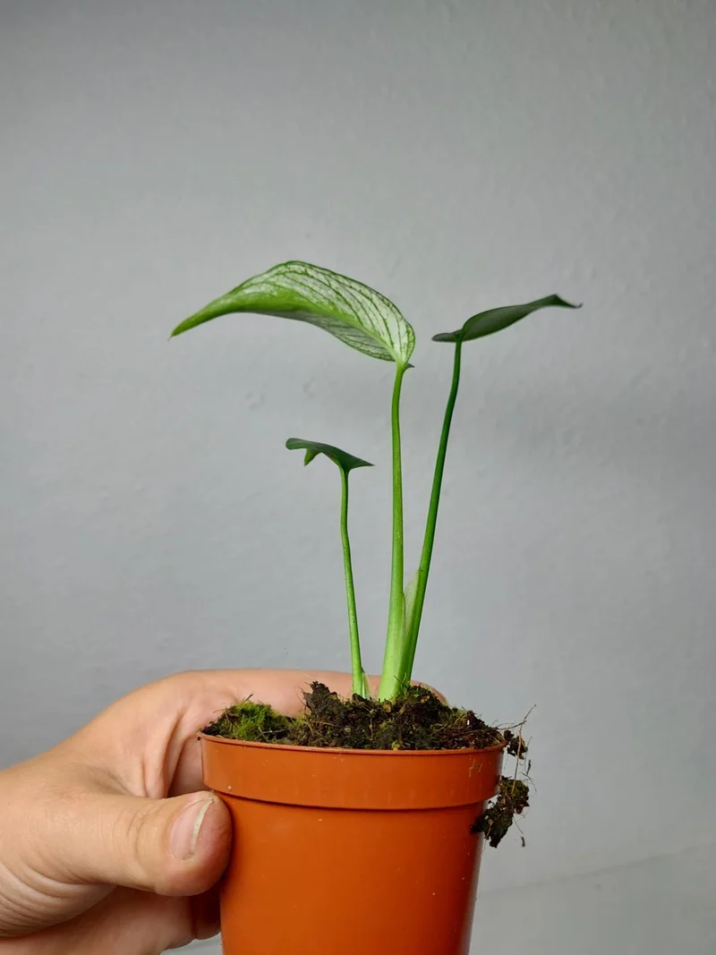 Monstera Devil Monster
