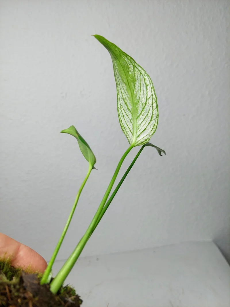 Monstera Devil Monster