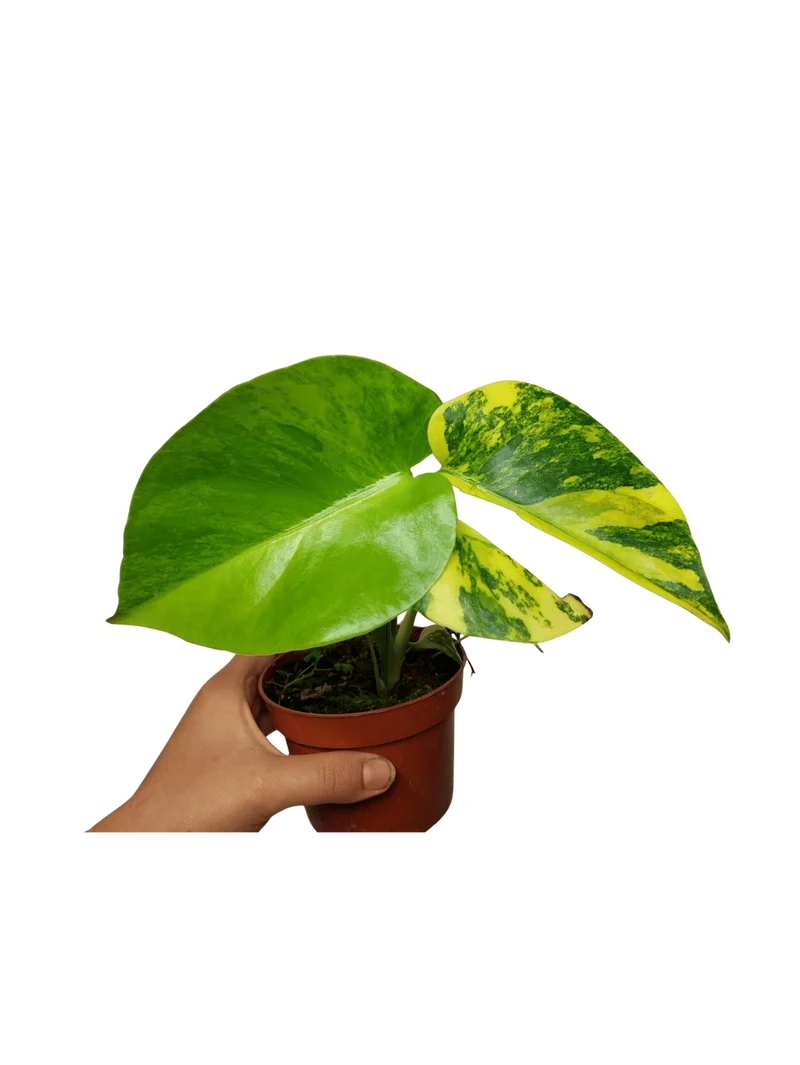 Monstera Aurea Yellow Marilyn