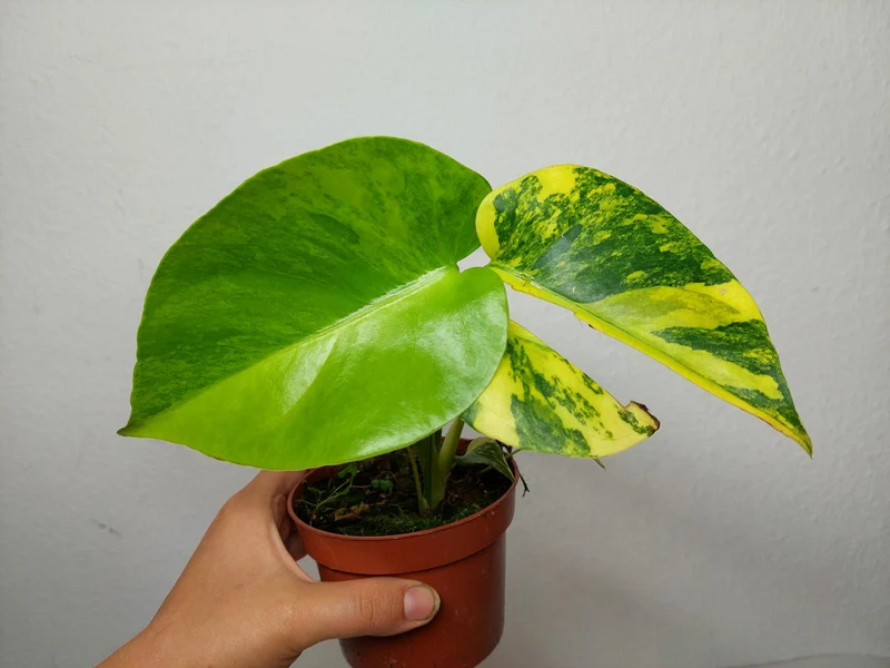 Monstera Aurea Yellow Marilyn