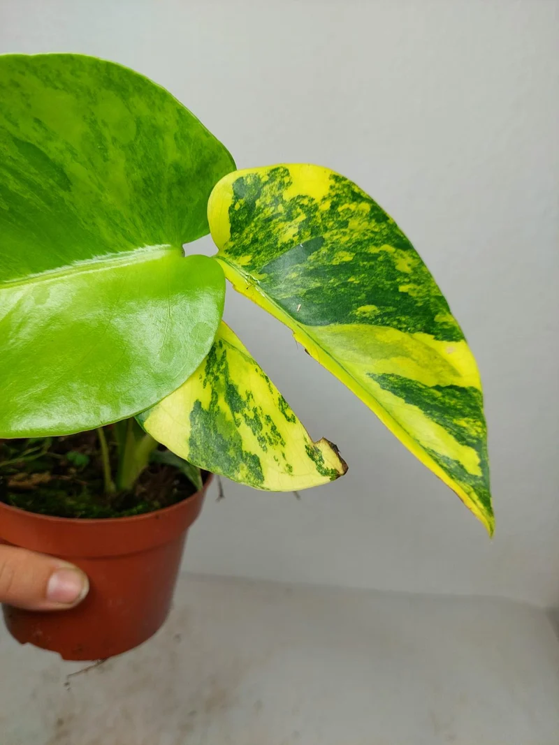 Monstera Aurea Yellow Marilyn