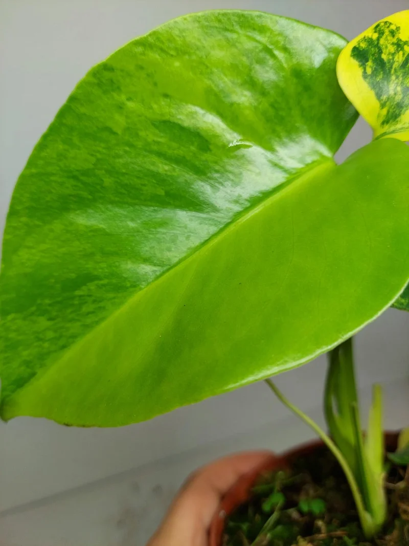Monstera Aurea Yellow Marilyn