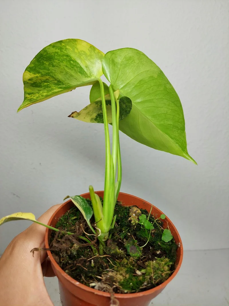 Monstera Aurea Yellow Marilyn