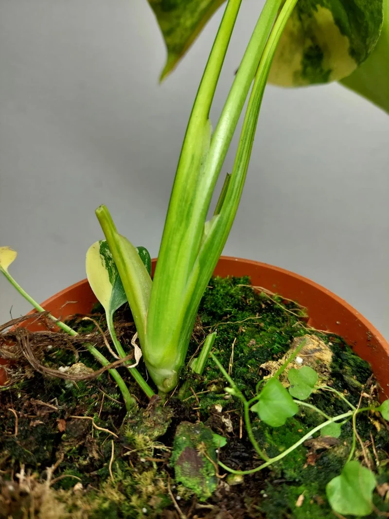 Monstera Aurea Yellow Marilyn