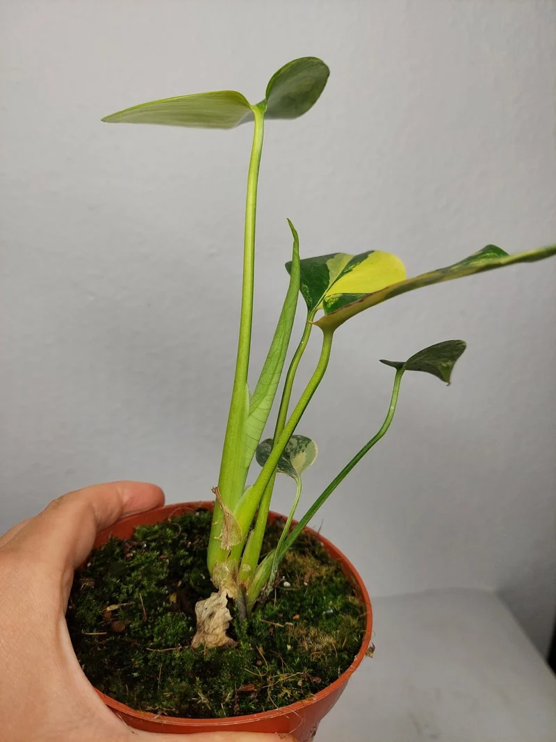 Monstera Aurea Yellow Marilyn