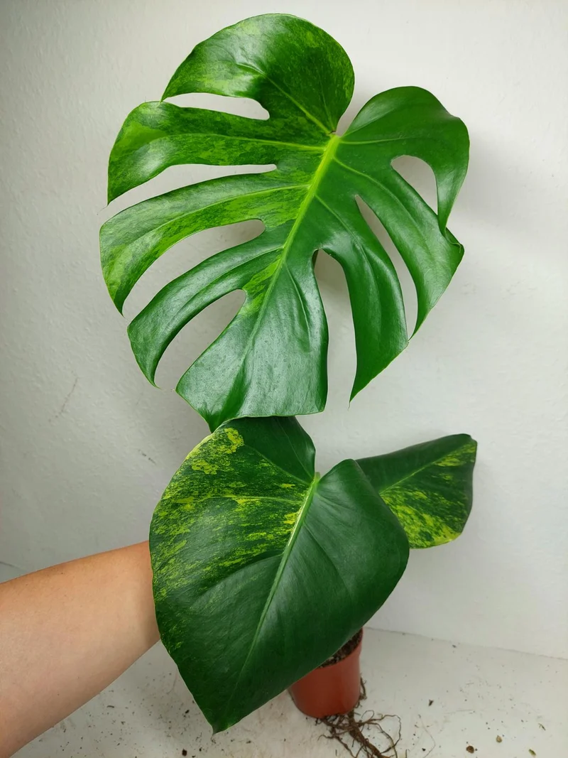 Monstera Aurea Yellow Marilyn