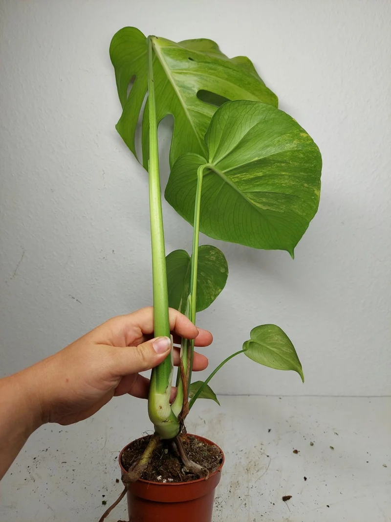 Monstera Aurea Yellow Marilyn