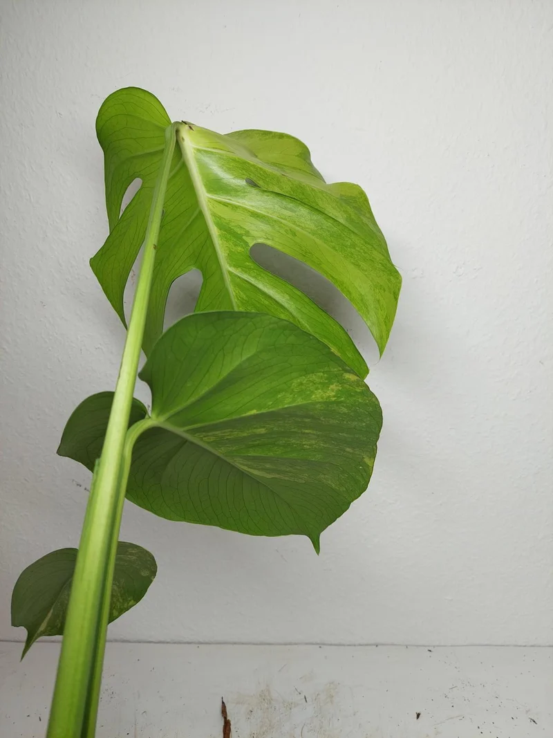 Monstera Aurea Yellow Marilyn