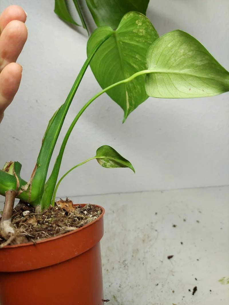 Monstera Aurea Yellow Marilyn