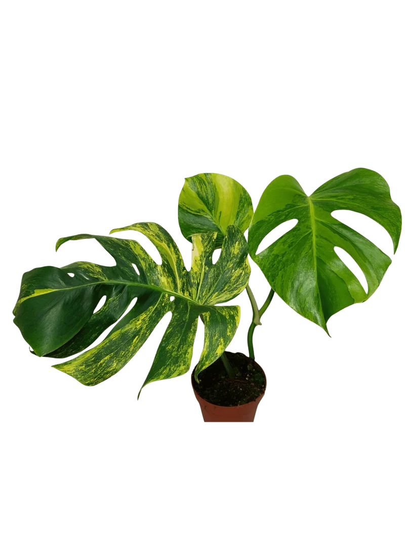 Monstera Aurea