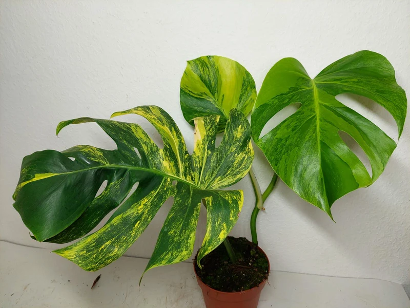 Monstera Aurea
