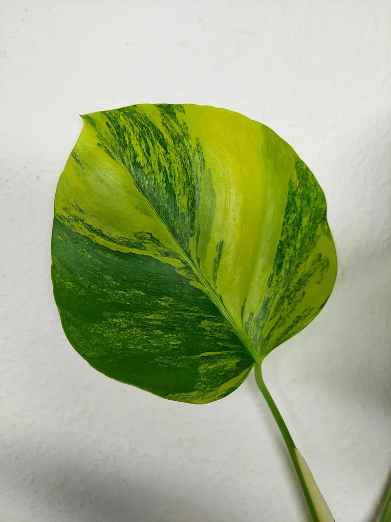 Monstera Aurea