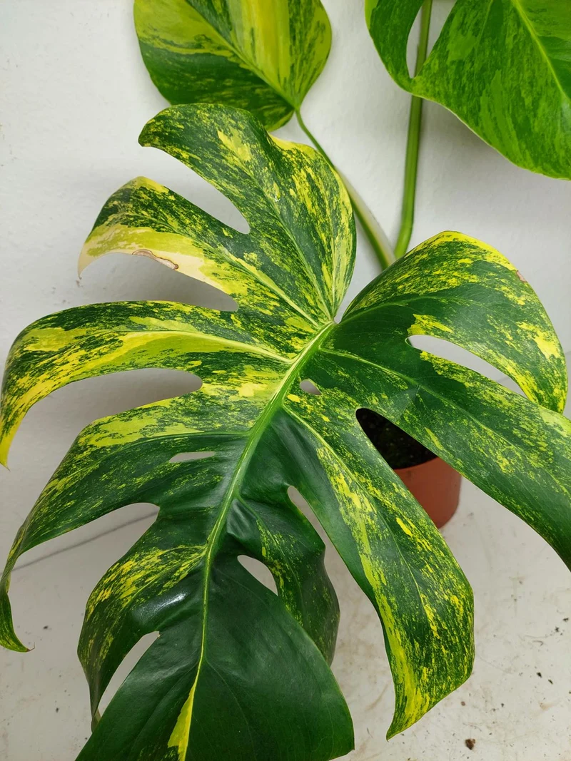 Monstera Aurea