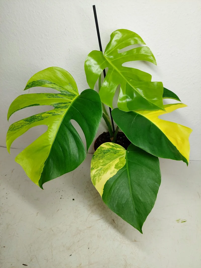Monstera Aurea