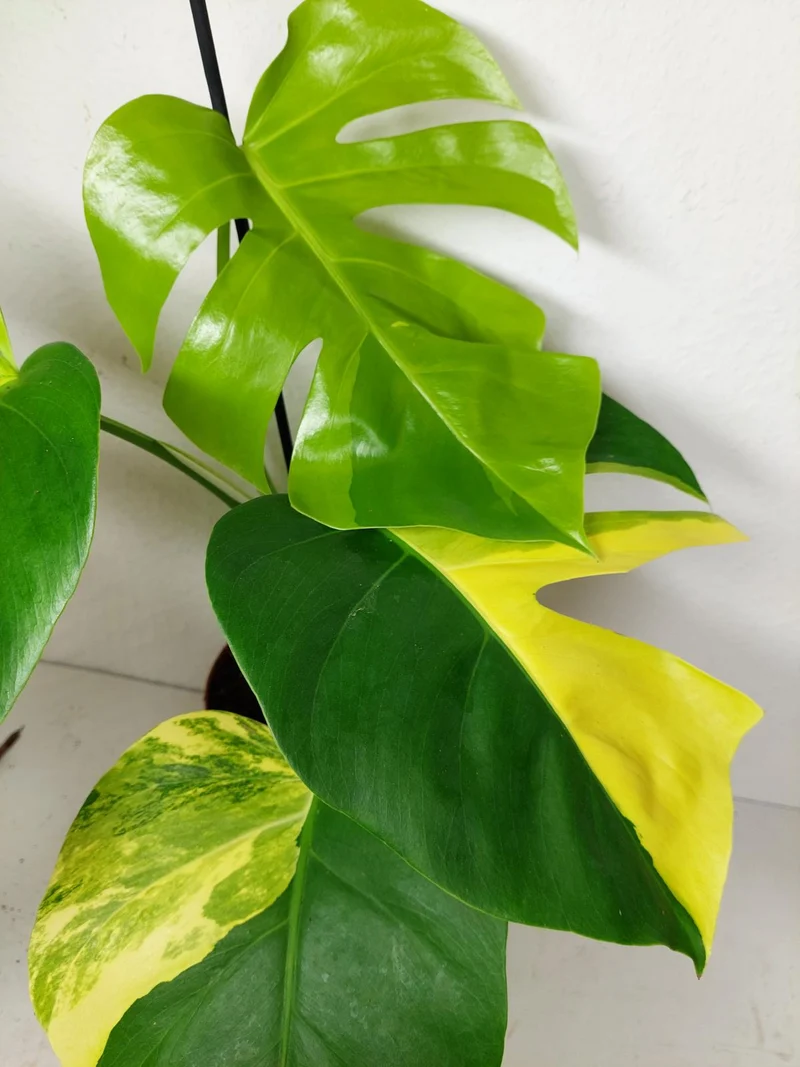 Monstera Aurea
