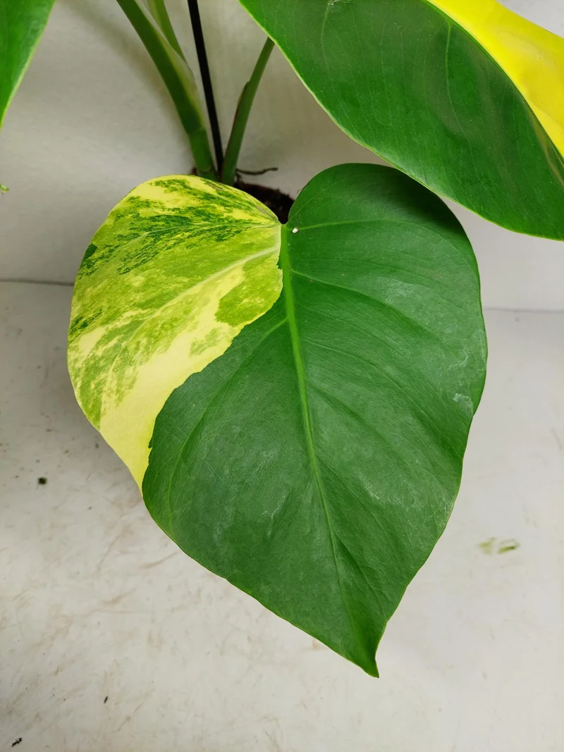 Monstera Aurea