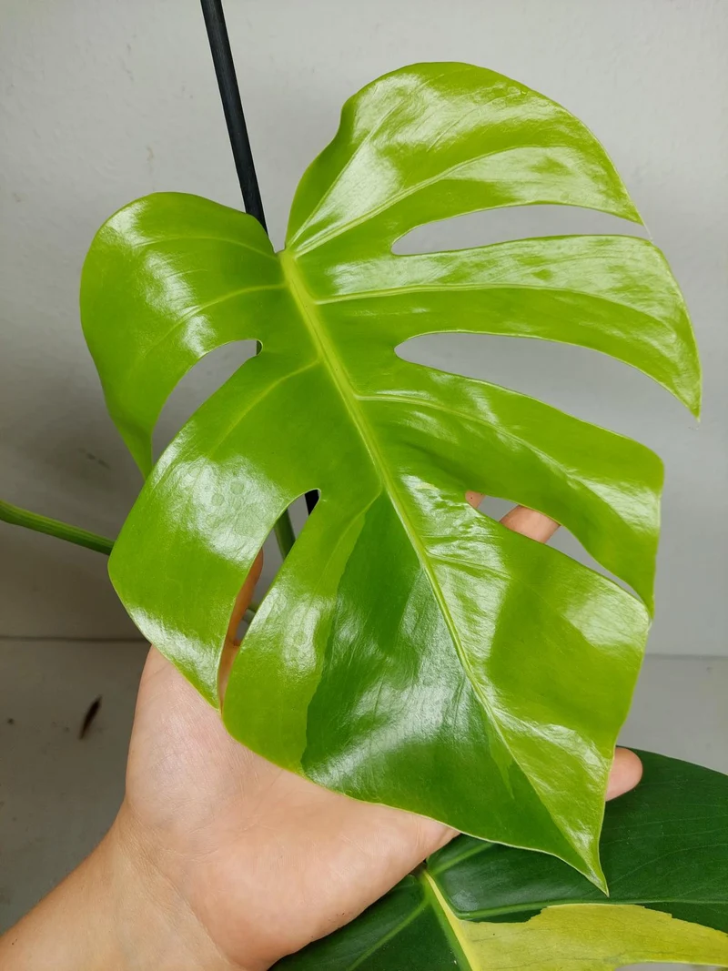 Monstera Aurea