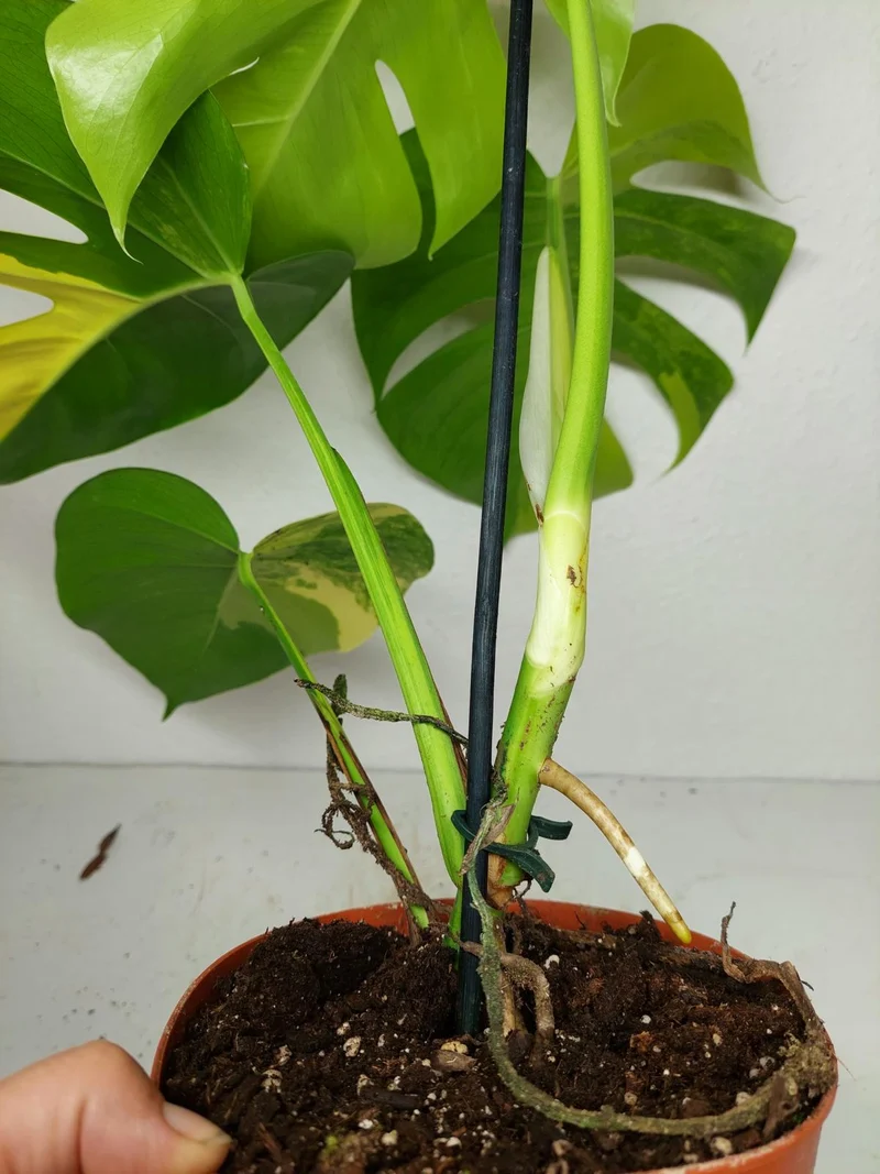 Monstera Aurea