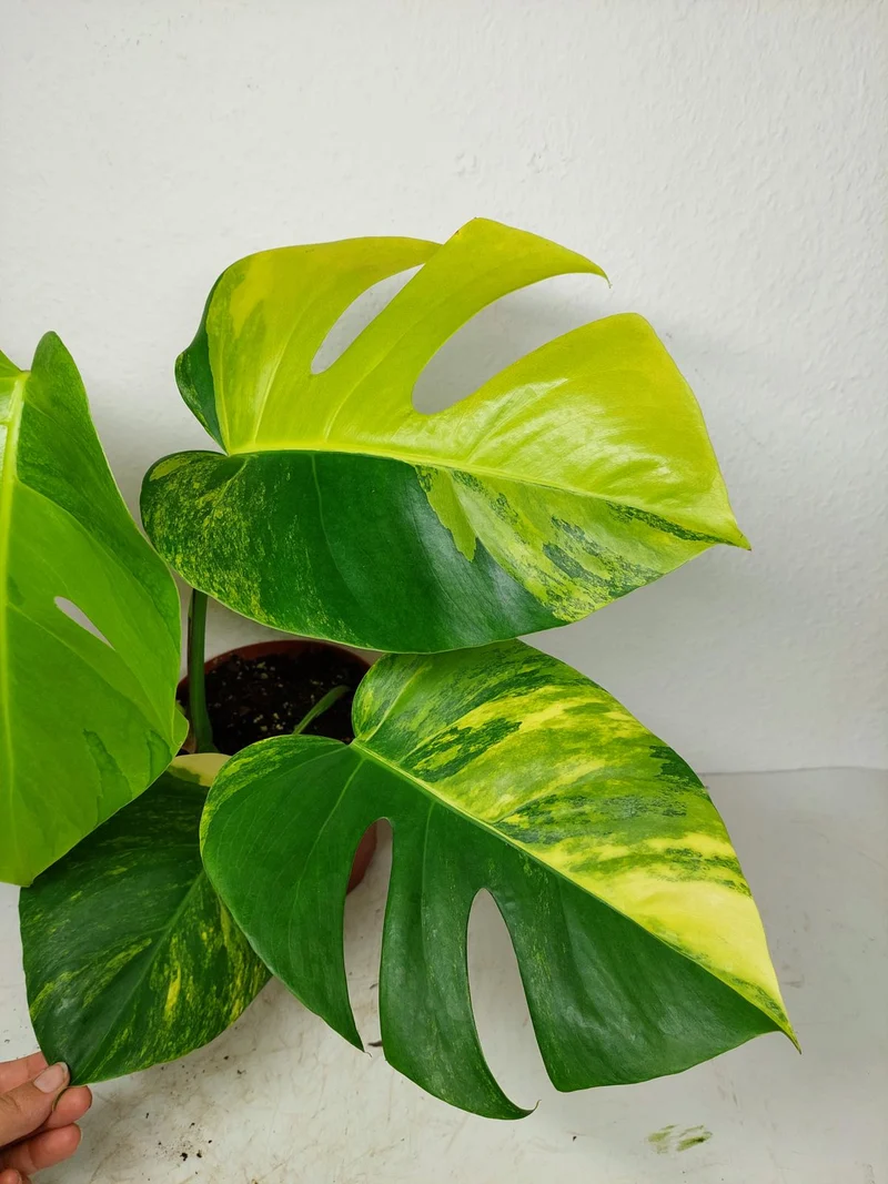 Monstera Aurea