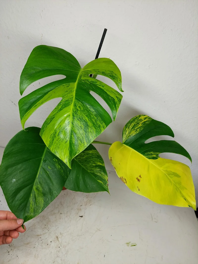 Monstera Aurea