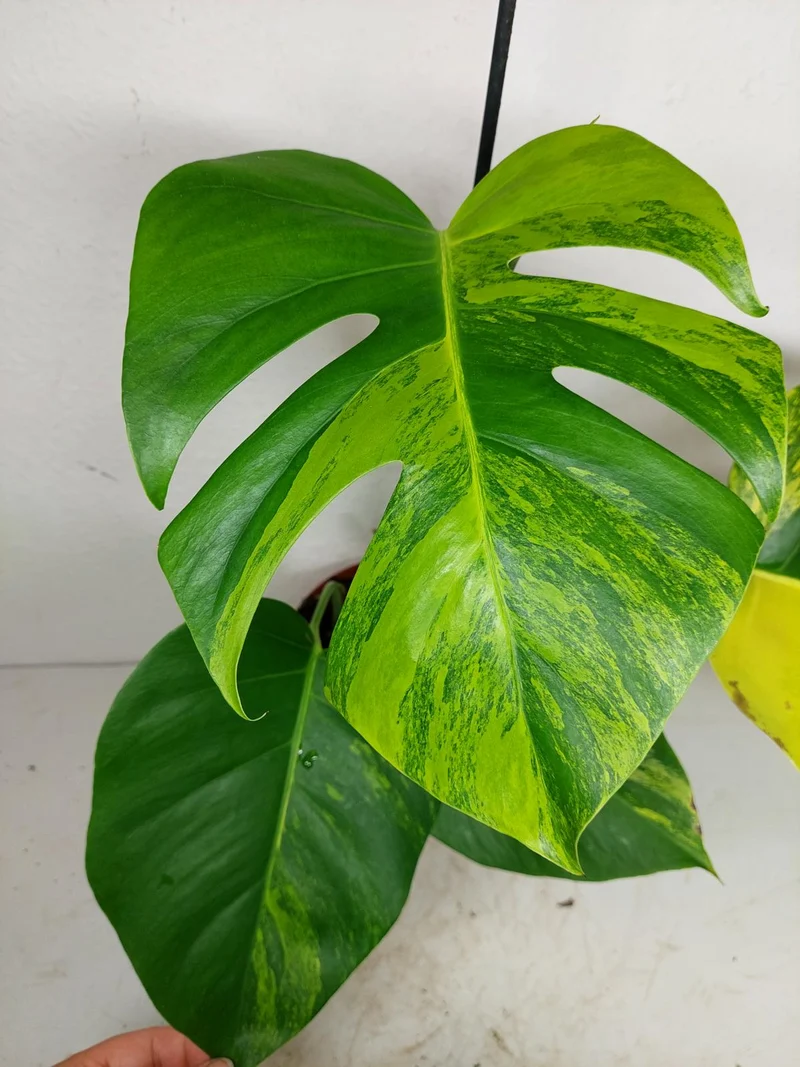 Monstera Aurea
