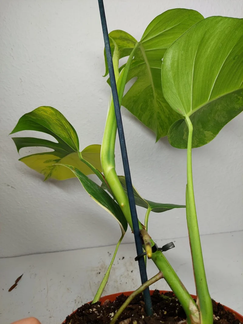 Monstera Aurea