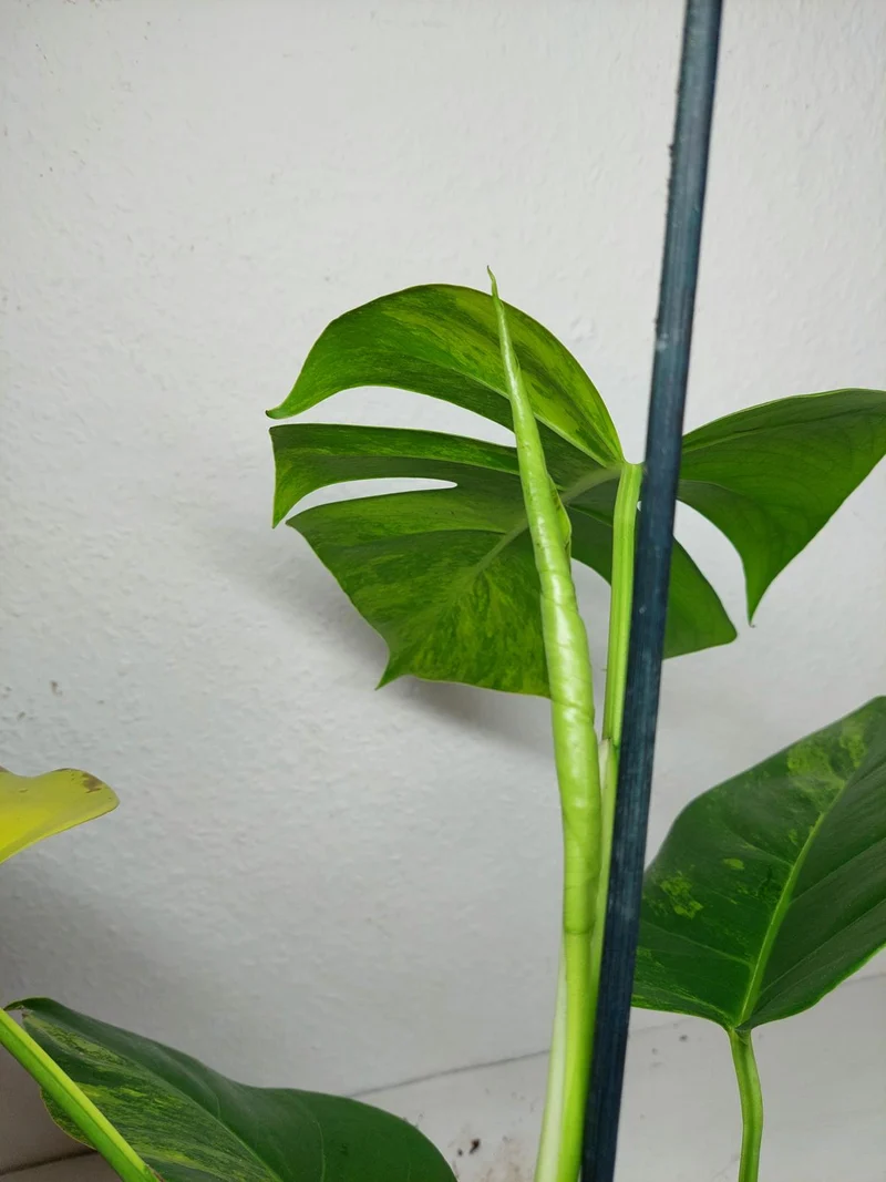 Monstera Aurea