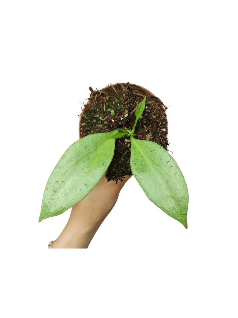 Hoya New Guinea Ghost