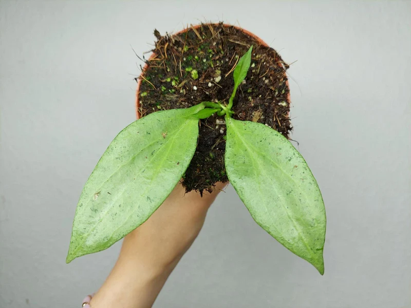 Hoya New Guinea Ghost