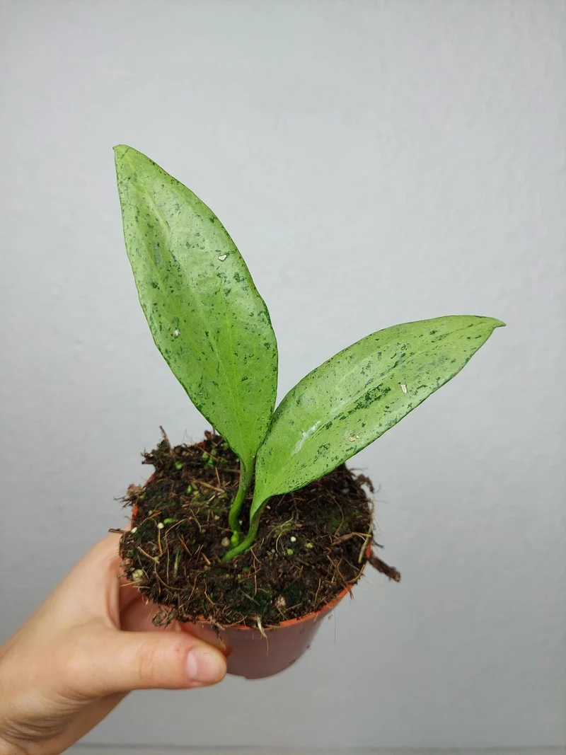 Hoya New Guinea Ghost
