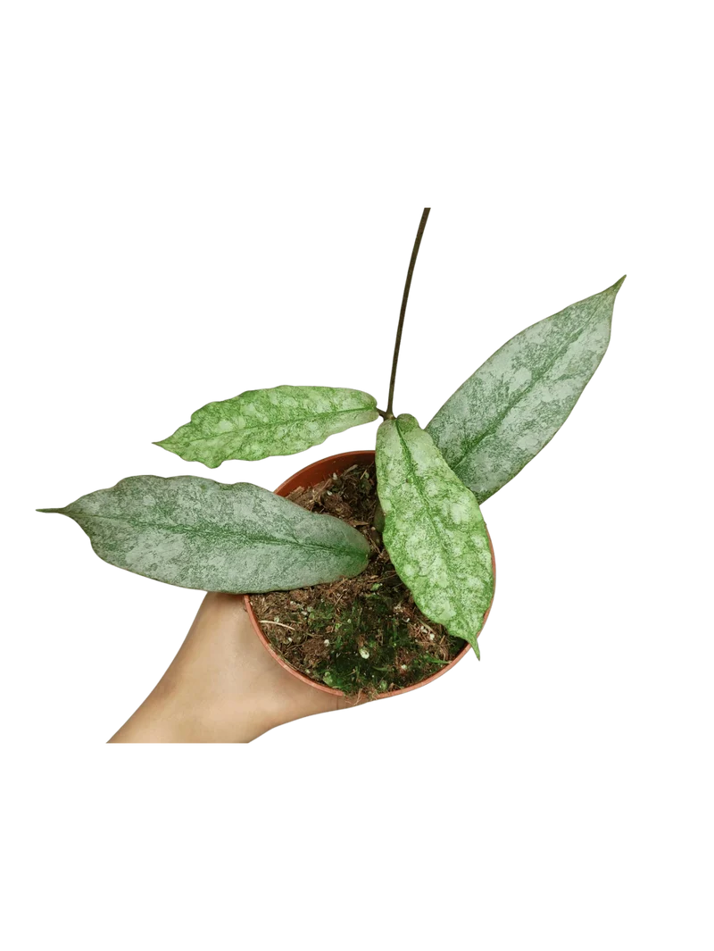 Hoya Mitrata Silver