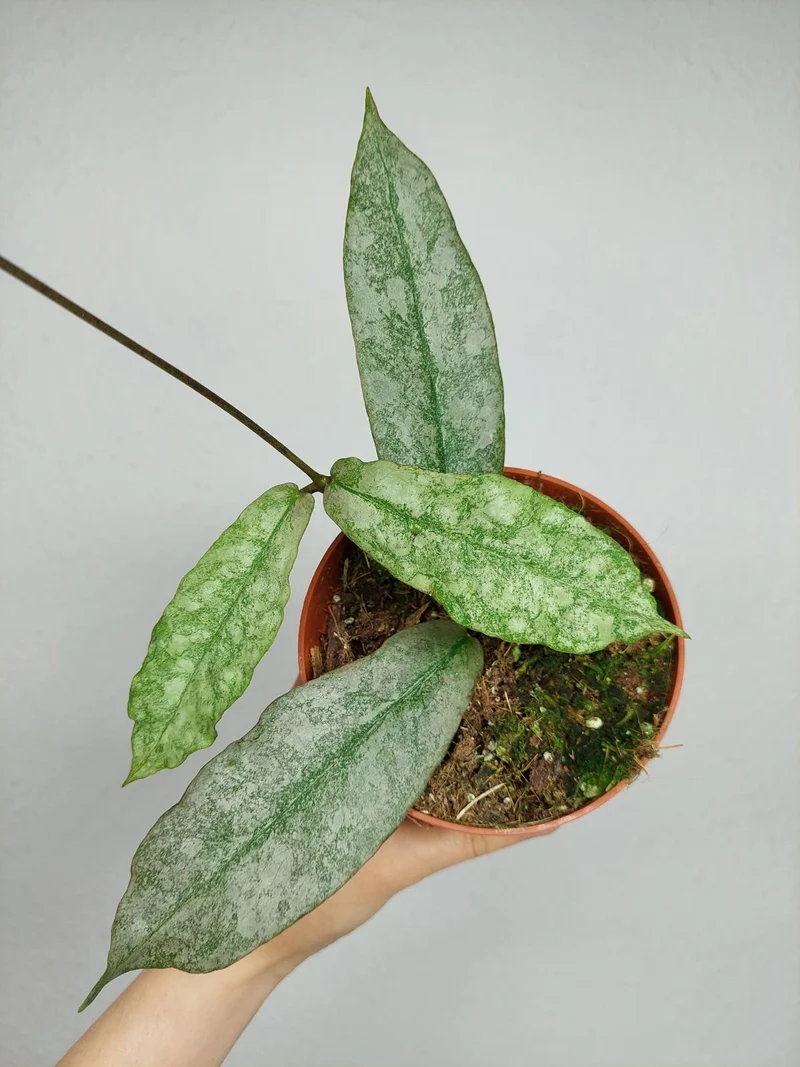 Hoya Mitrata Silver
