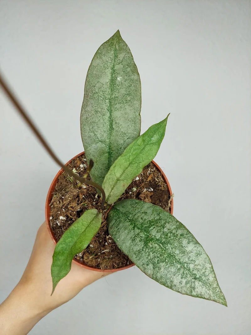 Hoya Mitrata Silver