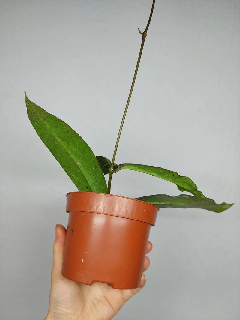 Hoya Mitrata Silver
